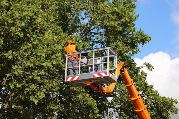 Throop, PA Tree Services Company